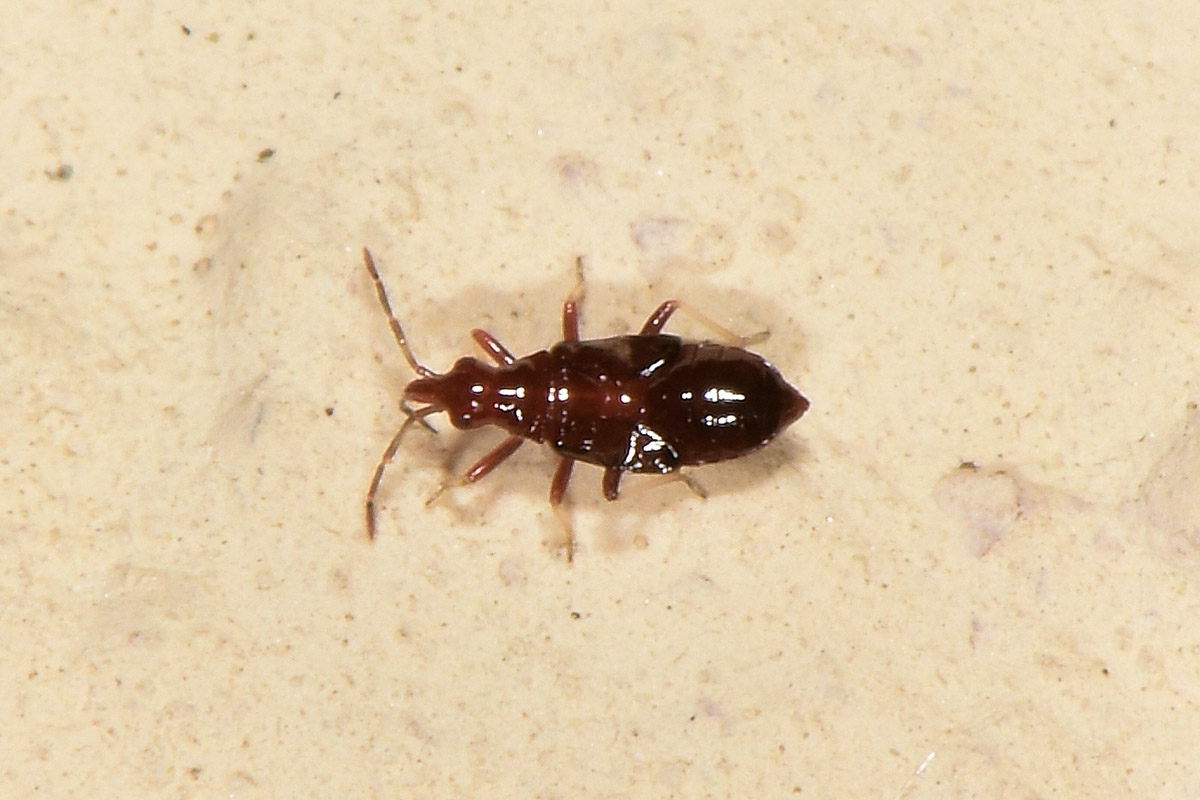 Microphysidae? S, Loricula freyi, femmina e maschio (adulto e ninfa) dell''Abruzzo